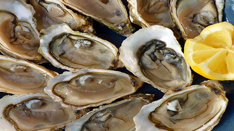 oysters